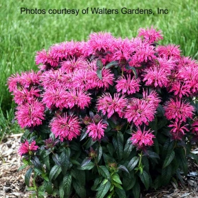 Monarda ‘Berry Taffy’